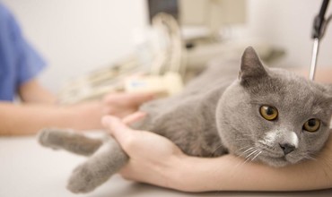 Кастрація котів та стерилізація кішок. Чому це важливо?