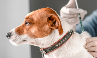 Все, що необхідно знати про щеплення домашніх тварин