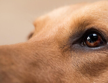 Офтальмологія