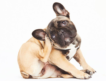 Дерматологія