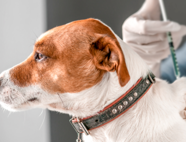 Вакцинація