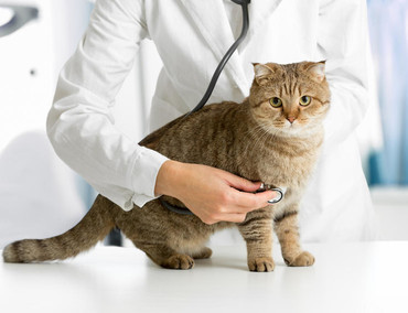 Огляд і консультація